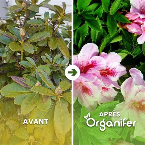 Plantes acidophiles (Rhododendron, Azalée, Hortensia)