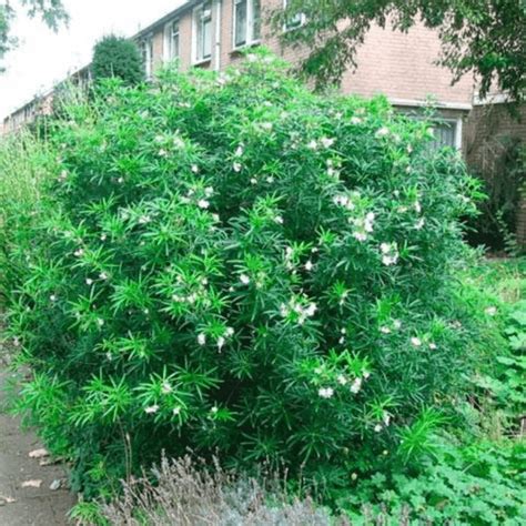 Feuillage persistant du Choisya 'Aztec Pearl'