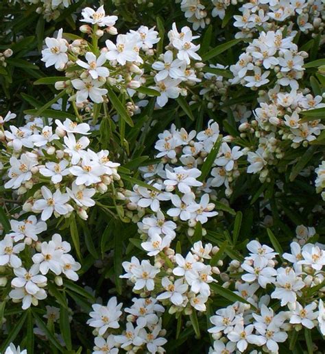 Conseils de taille pour le Choisya 'Aztec Pearl'