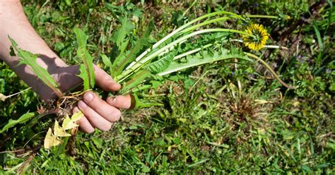 pelouse envahie par les mauvaises herbes