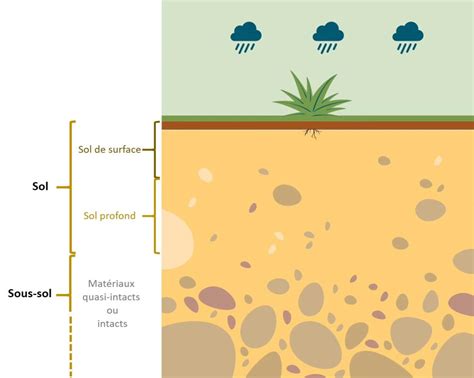 Schéma illustrant l'utilisation de couvre-sol sous les arbres et en bordures