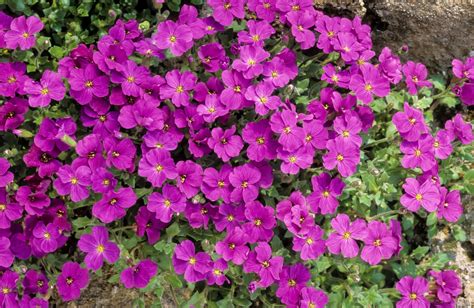 Photo d'une aubriète en pleine floraison mauve