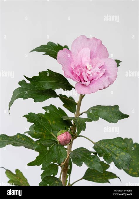vue rapprochée d'une fleur d'hibiscus syriacus et d'une rose de jardin côte à côte