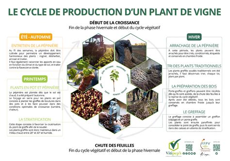 Schéma des étapes de la production de plants de vigne