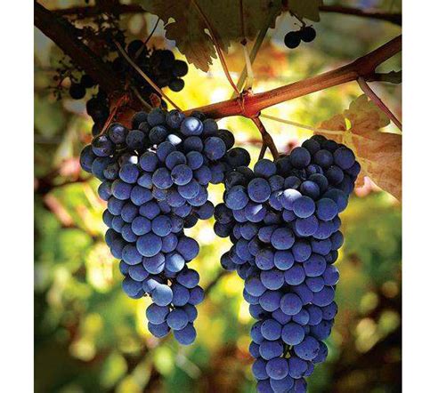 Culture des vignes-mères de porte-greffes en tête de saule