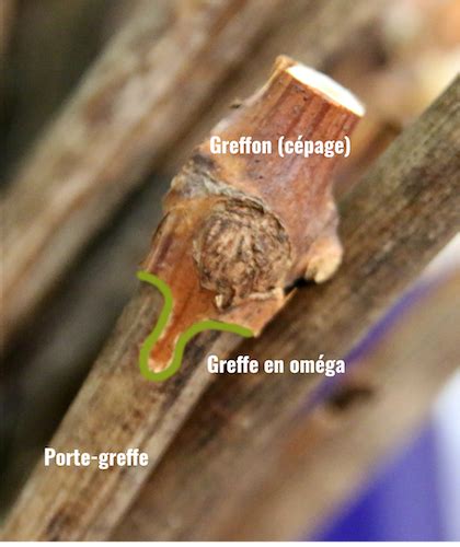 Schéma de la greffe oméga