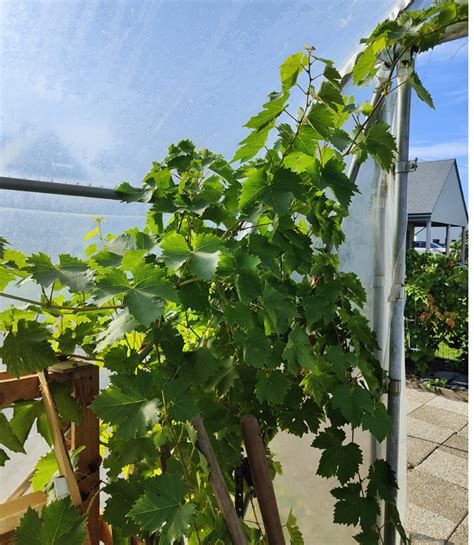 Plants de vigne en pot sous serre