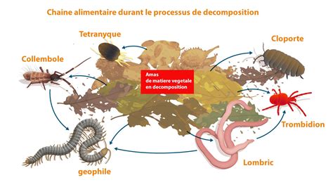 Illustration montrant le processus de décomposition du compost
