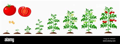 Illustration d'un plant de tomate cerise en pleine croissance dans une cage métallique