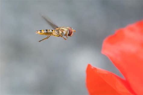 Photographie macro d'un syrphe en vol stationnaire au-dessus d'une fleur