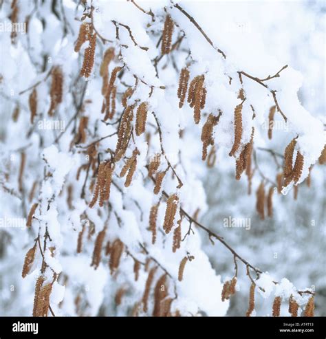 Chatons de noisetier en hiver