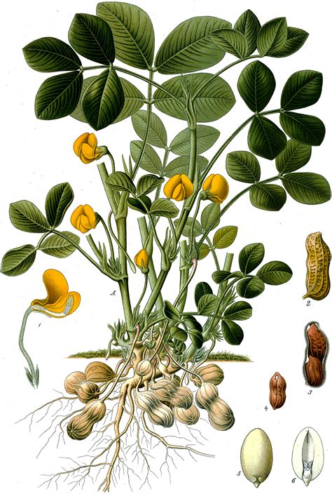 Illustration botanique d'un plant d'arachide montrant ses fleurs jaunes et ses gousses souterraines