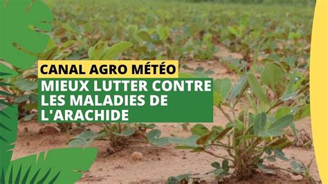 Schéma explicatif des maladies foliaires courantes de l'arachide