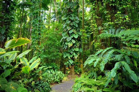 Détail de la végétation tropicale dans le jardin de l'hôtel