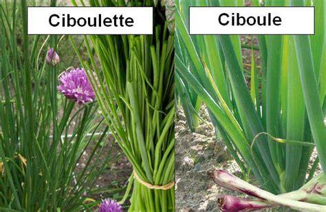 Planches botaniques comparatives de la ciboulette, de la ciboule et de la ciboulette de Chine