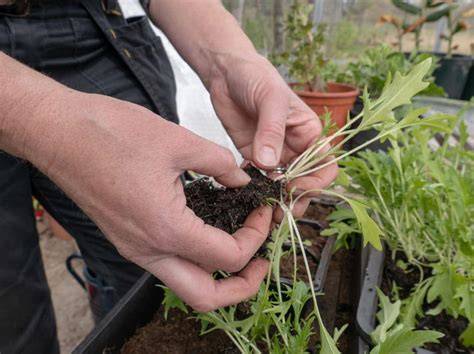Schéma de division des touffes de ciboulette pour le rajeunissement des plants