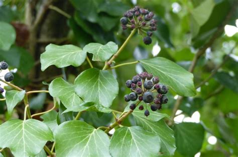Fleurs et fruits du lierre commun