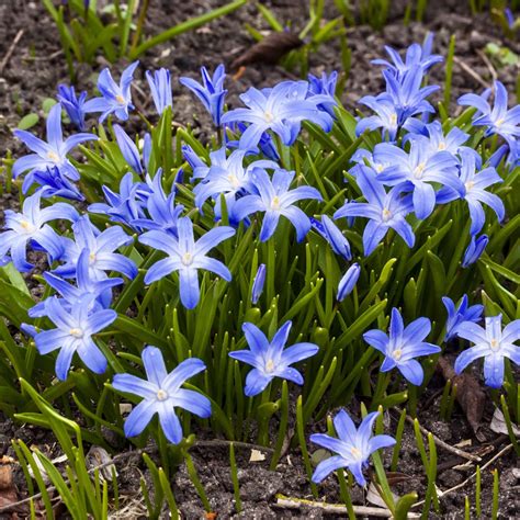 Chionodoxa luciliae en fleur