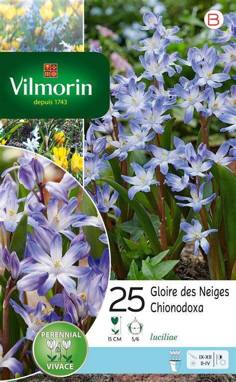 Division de bulbes de Chionodoxa luciliae