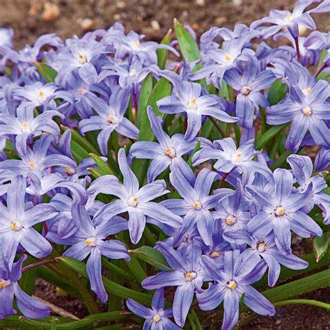 Comparaison entre Chionodoxa luciliae et Chionodoxa forbesii