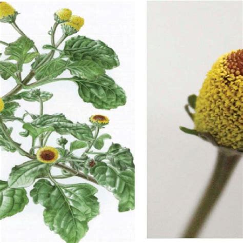 Illustration botanique de l'Acmella oleracea montrant ses fleurs jaunes et son feuillage