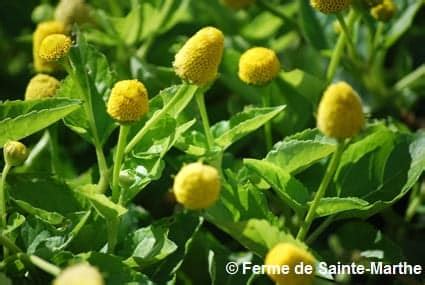 Plateau de récolte avec des feuilles de brède mafane et ses fleurs caractéristiques