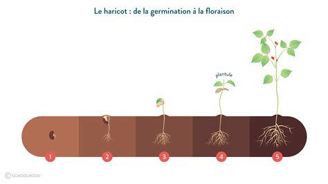 Schéma montrant les étapes de croissance de la plante, du semis à la floraison