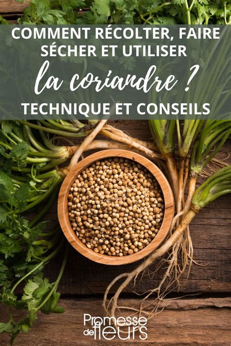 Photographie montrant la récolte des ombelles de coriandre