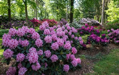 Un massif de rhododendrons en fleurs aux nuances variées