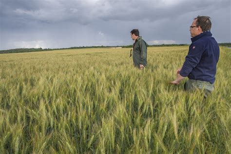 Champ de céréales anciennes diversifiées en Bretagne