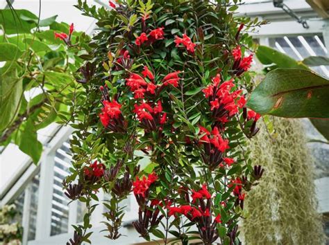 une suspension végétale composée d'une Aeschynanthus aux fleurs orange vif et d'un collier de perles