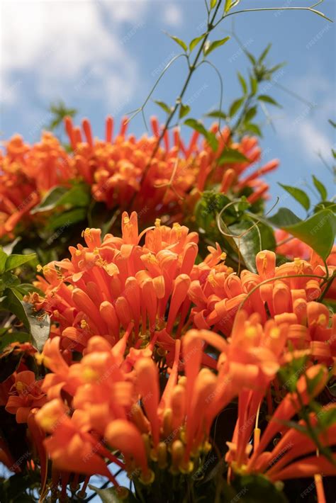 gros plan sur les feuilles charnues et les fleurs en trompette de couleur orange d'un Kalanchoe manginii