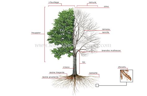 Schéma illustrant la structure d'un arbre fruitier haute-tige avec un tronc dégagé pour le passage des animaux