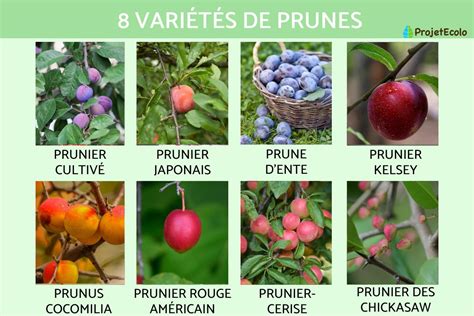 Infographie montrant la diversité des variétés de prunes et leurs zones de culture principales en France