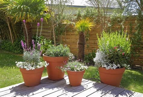 composition de plantes en pot sur une terrasse