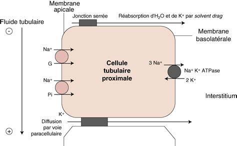 Schéma comparatif montrant les effets du potassium sur la structure cellulaire des plantes