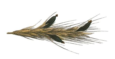 Illustration représentant une plante de seigle avec l'ergot de seigle (Secale cornutum)