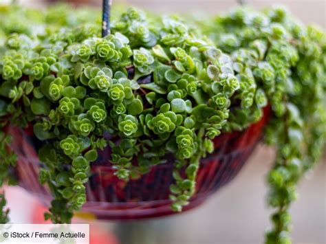 illustration des différentes variétés de plantes suspendues recommandées