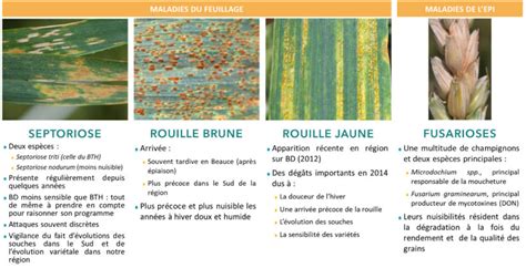 Schéma des maladies du blé