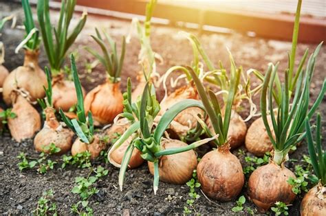 oignons dans un jardin