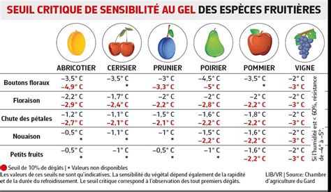 Schéma illustrant les zones de sensibilité au gel sur un citronnier : jeunes pousses, boutons floraux et branches terminales