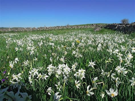 Champ de narcisses printaniers en fleur
