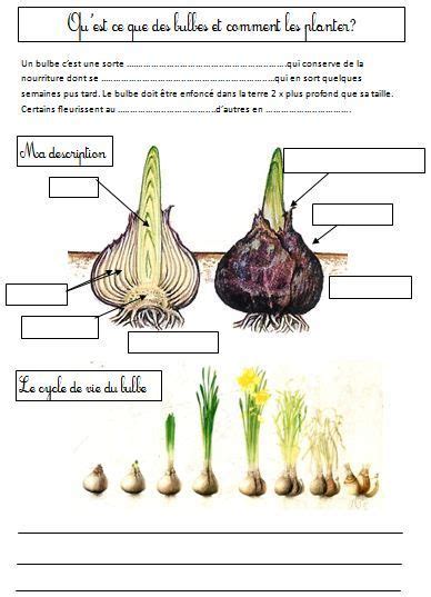 Schéma explicatif des différentes parties d'un bulbe de narcisse