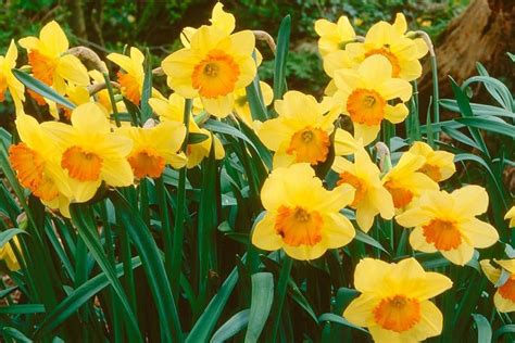 Massif de narcisses naturalisés sous des arbres