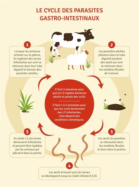 Infographie illustrant la gestion du parasitisme : alternance fauche-pâture et importance des légumineuses