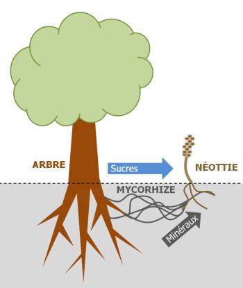 Schéma illustrant la symbiose entre le mycélium de cèpe et les racines des arbres forestiers