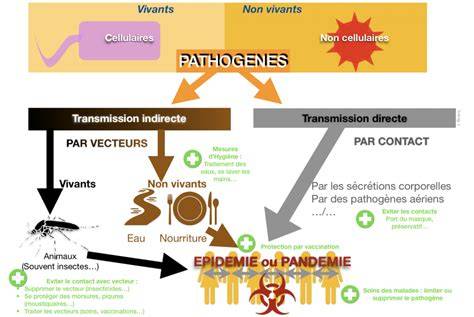 Schéma de propagation des maladies bactériennes chez l'agrume