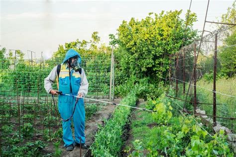 jardinier utilisant un pulvérisateur dans un jardin potager