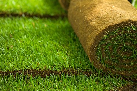 Types de gazon pour rouleaux