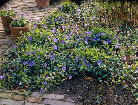 Vinca minor en fleurs